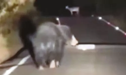 உடுமலை-மூணாறு சாலையில் உலா வரும் கரடி: வாகன ஓட்டிகள் அச்சம்