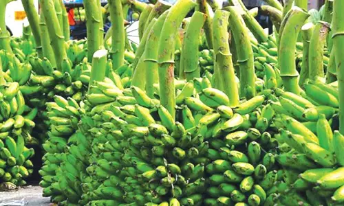 விநாயகர் சதுர்த்தி விழாவை முன்னிட்டுவாழைத்தார்கள் விலை உயர்வு