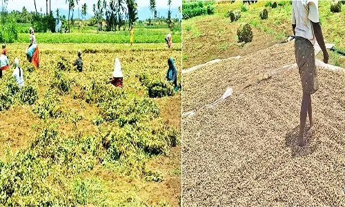 பாவூர்சத்திரம் பகுதிகளில் நிலக்கடலை எடுக்கும் பணிகள் தீவிரம்