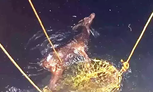 கிணற்றில் விழுந்த புள்ளிமான் உயிருடன் மீட்பு