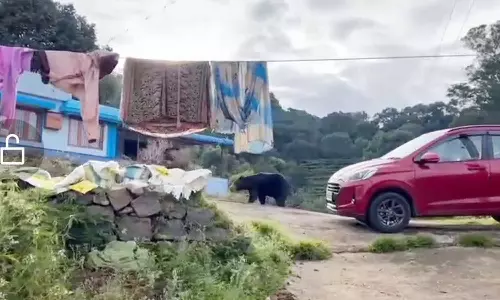 கோத்தகிரி பகுதியில் சுற்றி திரியும் கரடி குடியிருப்பு வாசிகள் அச்சம்-பரபரப்பு