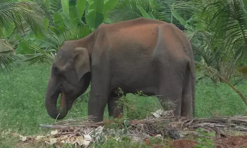 தேவாரம் அருகே விளை நிலங்களை சேதப்படுத்திய மக்னா யானை