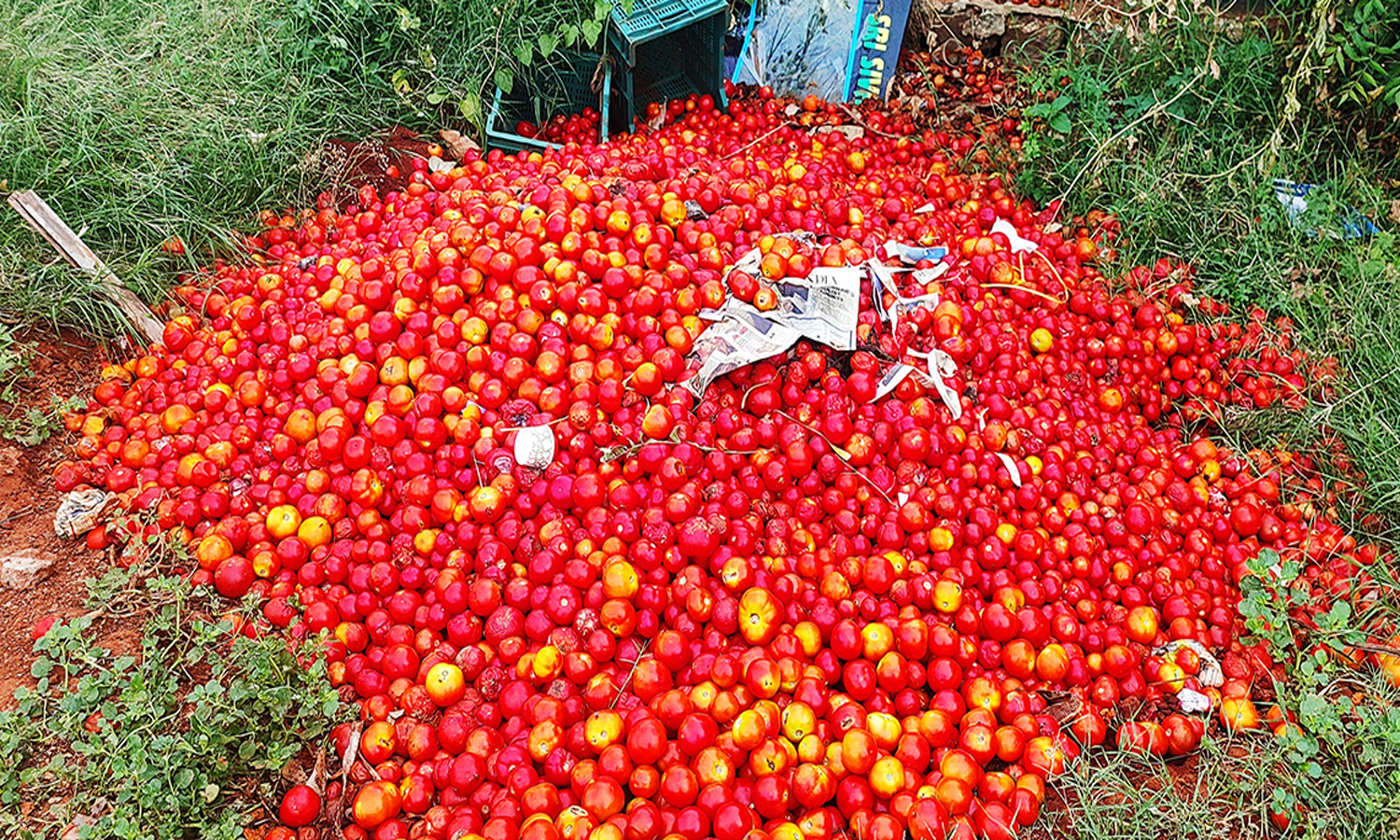 வரத்து அதிகரிப்பால் உச்சத்தில் இருந்த தக்காளி குப்பைக்கு சென்ற கொடுமை