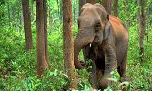 1 வாரமாக முகாமிட்டுள்ள யானைகள் பேரிஜம் ஏரிக்கு செல்ல முடியாமல் சுற்றுலா பயணிகள் தவிப்பு