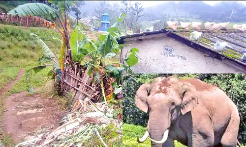 மஸ்து பாதிப்பால் ஆக்ரோஷமாக இருக்கிறது: மாஞ்சோலை எஸ்டேட்டில் புகுந்து அரிக்கொம்பன் யானை அட்டகாசம்