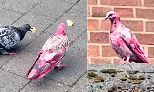 இங்கிலாந்தின் மான்செஸ்டரில் ஆச்சரியத்தை ஏற்படுத்திய இளஞ்சிவப்பு புறா