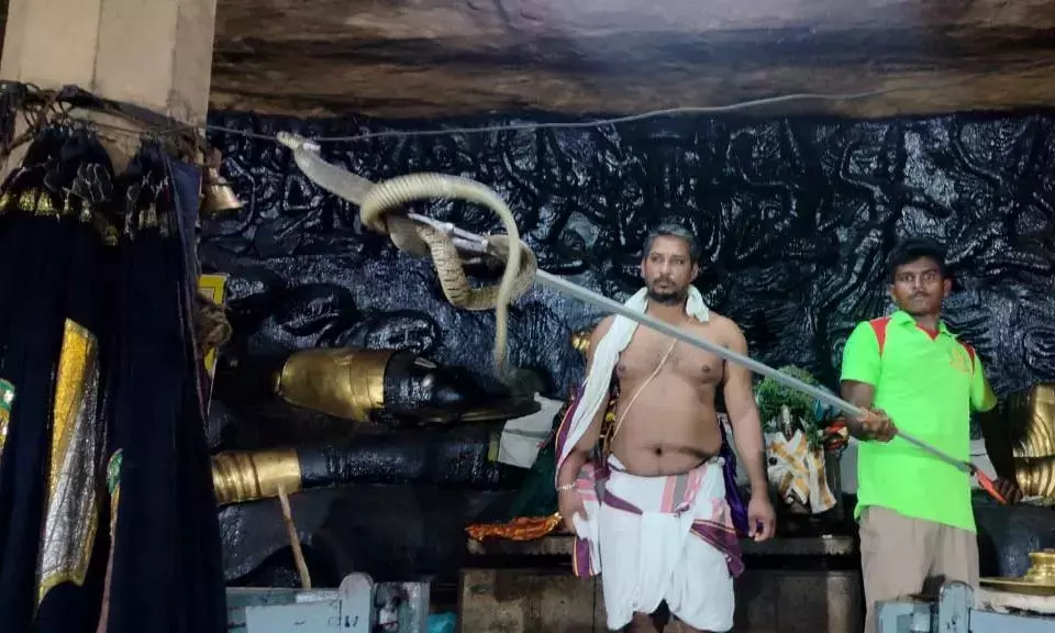 பெருமாள் கோவிலுக்குள் புகுந்த 8 அடி நீள சாரைப்பாம்பு பெருமாள் கோவிலுக்குள் புகுந்த 8 அடி நீள சாரைப்பாம்பு