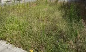 காலி மனை புதர்களில் விஷ ஜந்துக்கள் காலி மனை புதர்களில் விஷ ஜந்துக்கள்