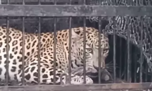 திருப்பதி நடைபாதையில் 6-வது சிறுத்தை சிக்கியது