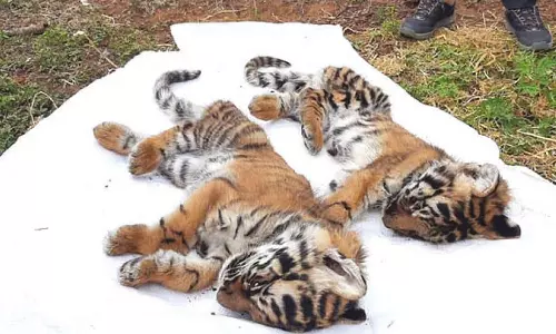 ஊட்டி வனப்பகுதியில் மேலும் 3 புலிக்குட்டிகள் உயிரிழப்பு