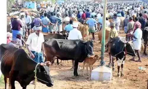 திருப்பூர் அமராவதிபாளையம் சந்தையில் ரூ.5 கோடிக்கு மாடுகள் விற்பனை