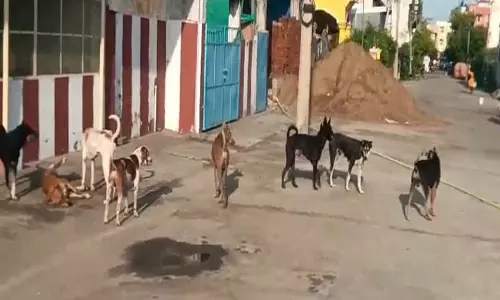 திட்டக்குடி நகரில் சாலைகளில் செல்வோரை துரத்தி கடிக்கும் தெருநாய்கள்: நகராட்சி நிர்வாகம் நடவடிக்கை எடுக்குமா?