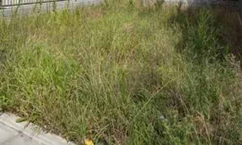 காலி மனை புதர்களில் விஷ ஜந்துக்கள்