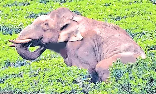 ஊத்து தொழிற்சாலை பகுதியில் நடமாடும் அரிக்கொம்பன் யானை