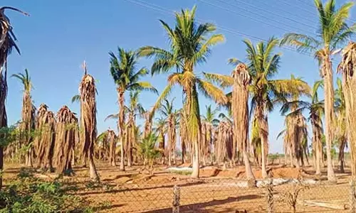 உடன்குடி வட்டார பகுதியில் பருவ மழை பொய்த்ததால் தென்னை மரங்கள் கருகின- விவசாயிகள் கவலை