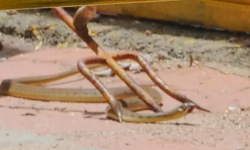 திண்டுக்கல் பாறைப்பட்டி விநாயகர் பலத்த போலீஸ் பாதுகாப்புடன் கோட்டைக்குளத்தில் கரைப்பு கூட்டத்தில் புகுந்த பாம்பால் பரபரப்பு