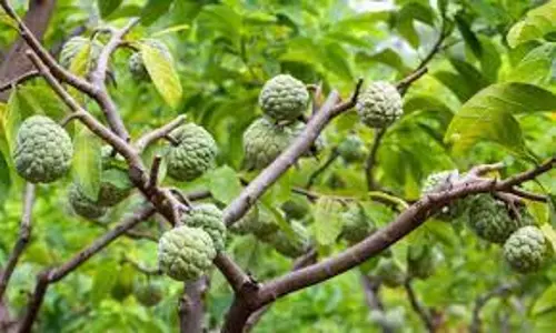 போதிய மழை இல்லாததால் சீத்தாப்பழம் விளைச்சல் பாதிப்பு