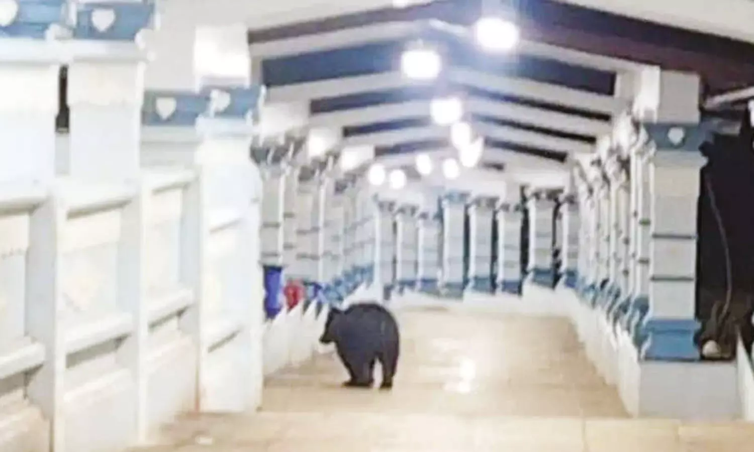 திருப்பதி அலிபிரி நடைபாதையில் கரடி நடமாட்டம்: பக்தர்கள் அச்சம் திருப்பதி அலிபிரி நடைபாதையில் கரடி நடமாட்டம்: பக்தர்கள் அச்சம்