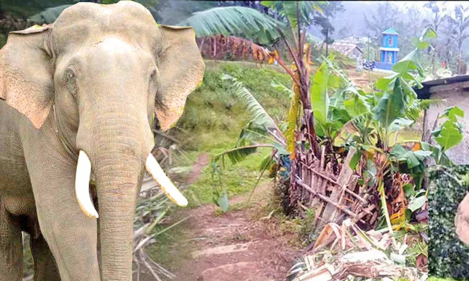 3 நாட்களாக மாஞ்சோலையை கலங்கடித்தது: மீண்டும் முத்துக்குழிவயலுக்கு திரும்பிய அரிக்கொம்பன் யானை