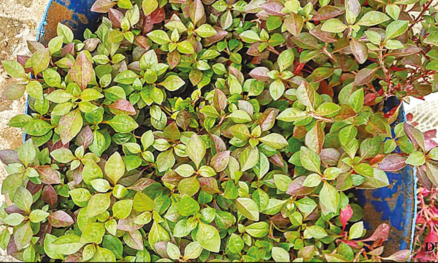 வீடுகளில் வளர்க்கலாம் பொன்னாங்கண்ணி