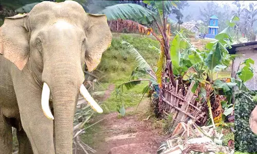 3 நாட்களாக மாஞ்சோலையை கலங்கடித்தது: மீண்டும் முத்துக்குழிவயலுக்கு திரும்பிய அரிக்கொம்பன் யானை