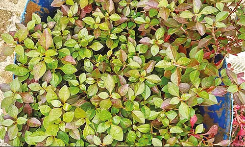 வீடுகளில் வளர்க்கலாம் பொன்னாங்கண்ணி