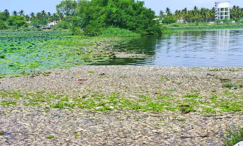 சுசீந்திரம் பெரியகுளத்தில் செத்து மிதக்கும் மீன்களை அப்புறப்படுத்த நடவடிக்கை