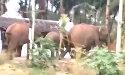 தடாகம் அருகே ஊருக்குள் புகுந்த 3 காட்டு யானைகள்