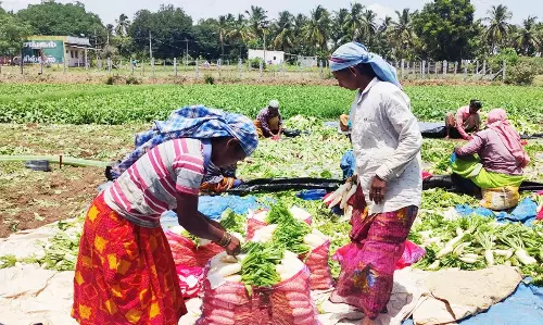 வரத்து குறைவால் முள்ளங்கி விலை உயர்வு