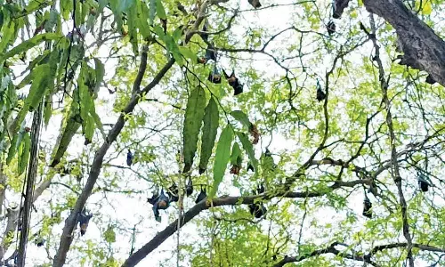 அழிவின் விளிம்பில் உள்ள பழந்தின்னி வவ்வால்களைபாதுகாக்க வேண்டும்