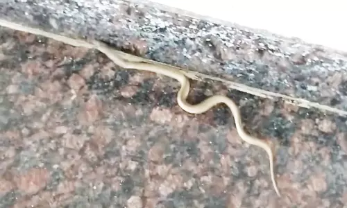 கலெக்டர் அலுவலகத்தில் புகுந்த பாம்பு