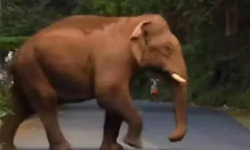 சத்தியமங்கலம் அருகே தோட்ட காவலில் இருந்த விவசாயியை யானை மிதித்து கொன்றது