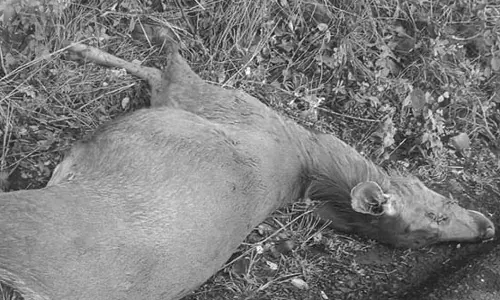 சத்தியமங்கலம் அருகே சிறுத்தை தாக்கி கடாமான் பலி