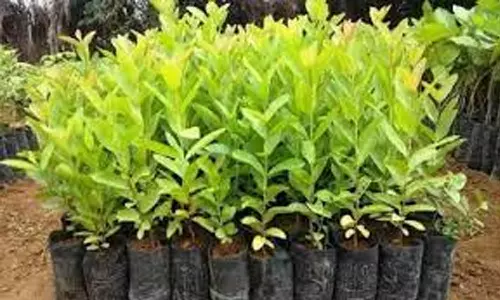 குன்னூரில் வனத்துறை சார்பில் விவசாயிகளுக்கு இலவச மரக்கன்றுகள்