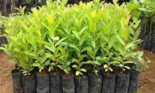 ஆலங்குடியில் பா.ஜ.க.சார்பில் மரக்கன்றுகள் வழங்கும் நிகழ்ச்சி