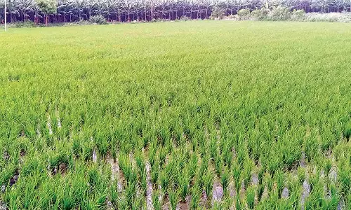 குறுவை சாகுபடிக்கு பயிர் காப்பீடு இல்லாததால் பெரும் இழப்பை சந்திக்கிறோம்- டெல்டா விவசாயிகள் வேதனை