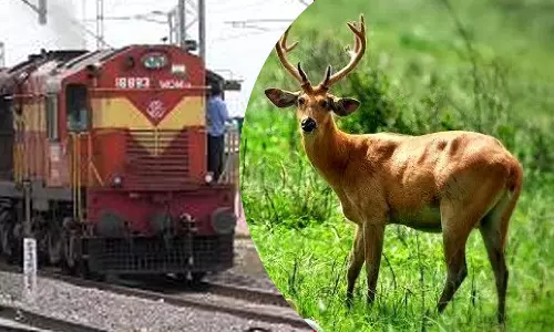 ரெயிலில் அடிபட்டு 2 மான்கள் பலி