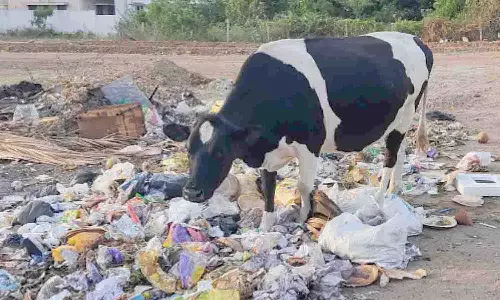 உடுமலையில் பிளாஸ்டிக் கழிவுகளை உண்ணும் கால்நடைகள்