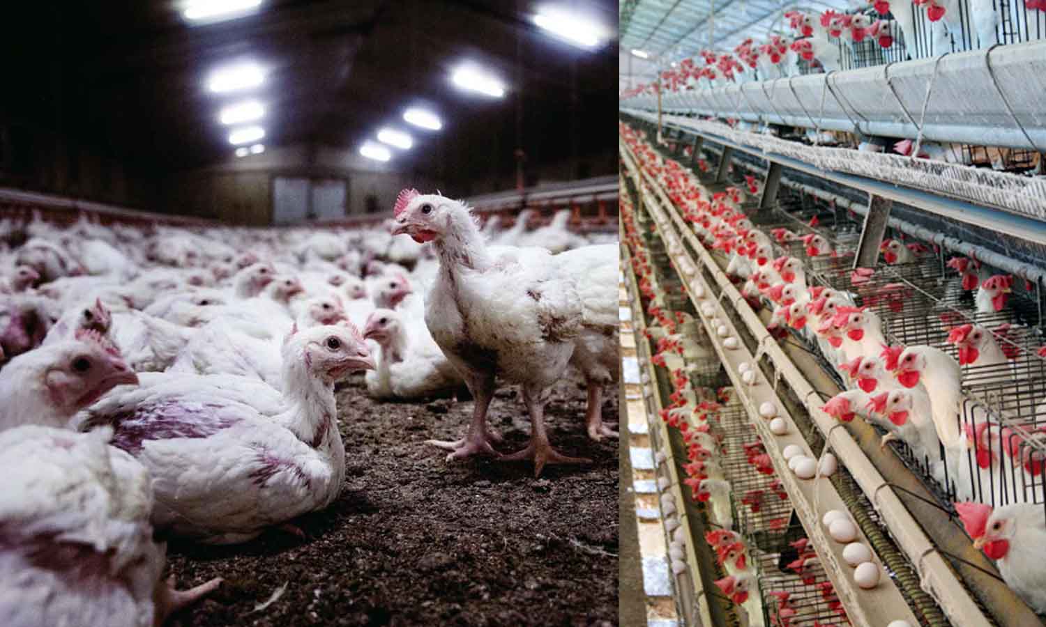 உடுமலை அருகே கோழிப்பண்ணையால் பொதுமக்கள் பாதிப்பு