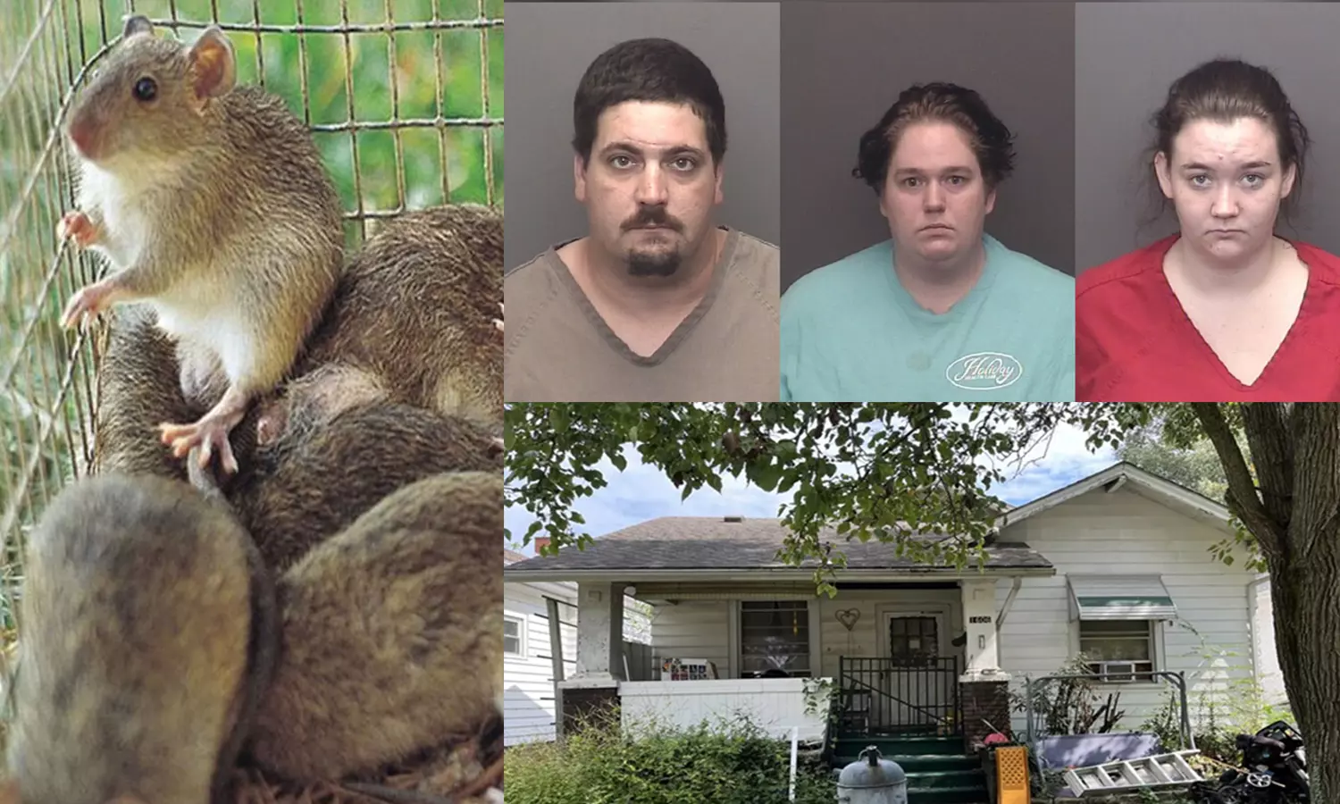 6-மாத குழந்தையை 50 இடங்களில் எலிகள் குதறிய பயங்கரம்: பெற்றோரை கைது செய்த காவல்துறை 6-மாத குழந்தையை 50 இடங்களில் எலிகள் குதறிய பயங்கரம்: பெற்றோரை கைது செய்த காவல்துறை