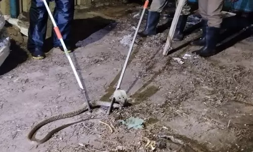 நத்தத்தில் கடைக்குள் புகுந்த நல்லபாம்பு