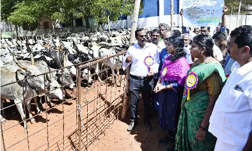 சின்னமனூர் அருகே மலைமாடுகள் கண்காட்சியை தொடங்கி வைத்த கலெக்டர்