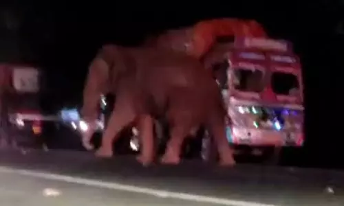 பண்ணாரி கோவில் அருகே நடமாடிய ஒற்றை யானை: பக்தர்கள் அலறி அடித்து ஓட்டம்