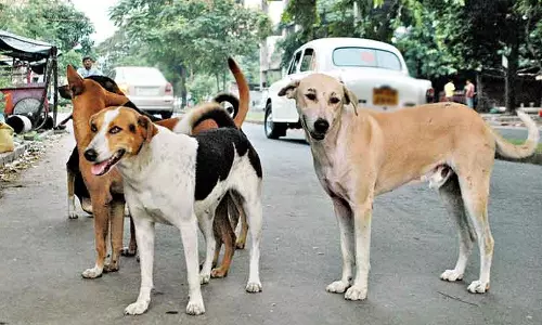 சென்னையில் 2 வருடங்களில் 26,671 தெரு நாய்களுக்கு கருத்தடை