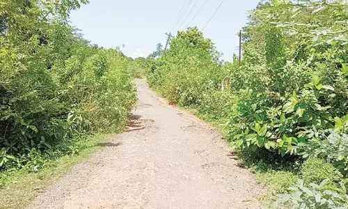 கட்டலாடி- ஆண்டித்தோப்பு சாலை சீரமைக்கப்படுமா?