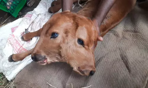 இரட்டை தலையுடன் பிறந்த கன்று குட்டி: ஆச்சரியத்துடன் பார்த்துச் செல்லும் கிராம மக்கள்