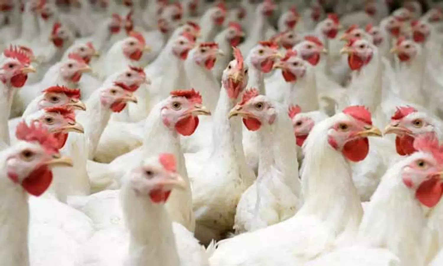 கறிக்கோழி விலை 8 ரூபாய் சரிவு