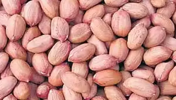 அரசு வேளாண் ஒழுங்கு முறை விற்பனை கூடத்தில் நிலக்கடலை காய் ரூ.5 லட்சத்துக்கு விற்பனை