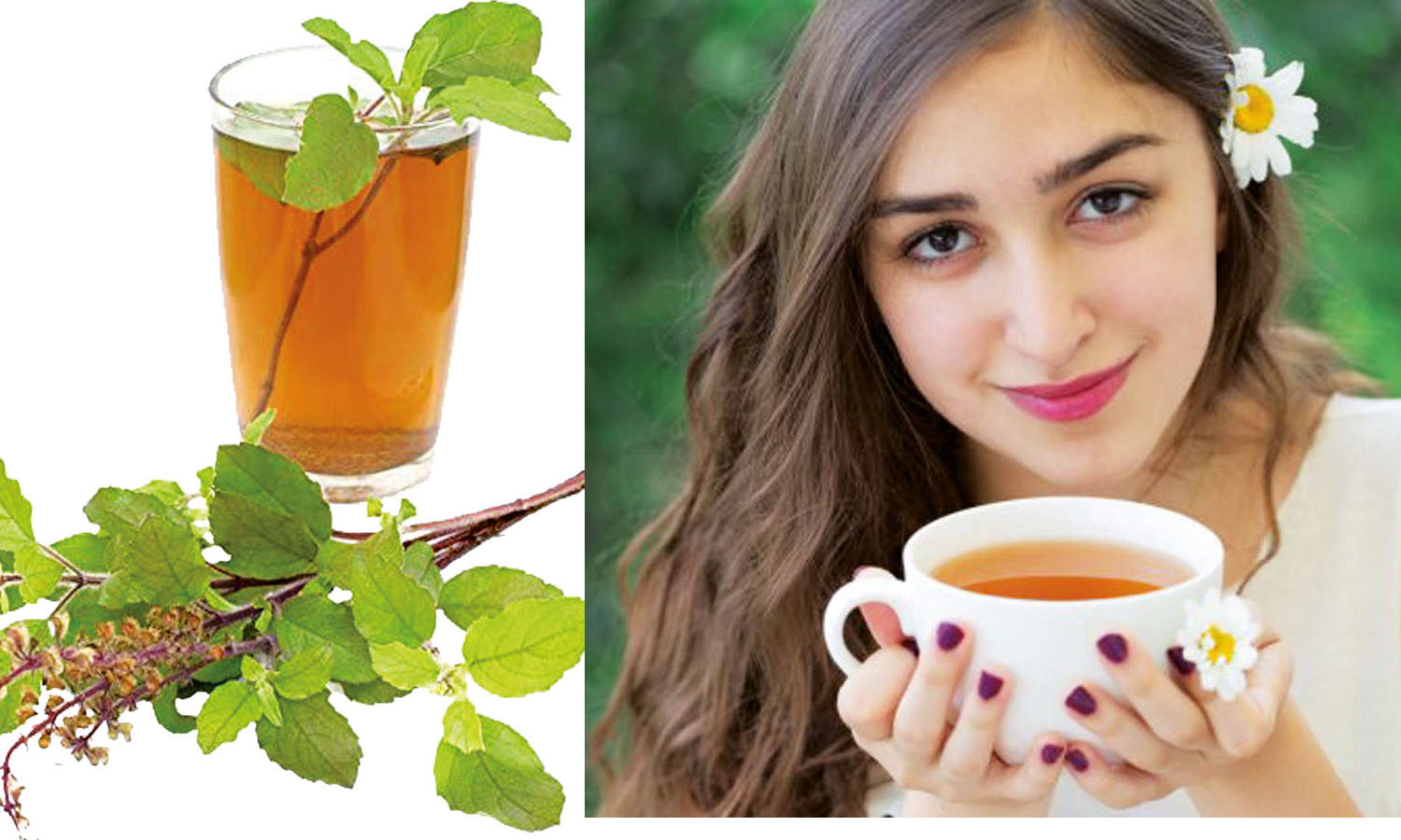 தினமும் துளசி டீ பருகினால்... உண்டாகும் நன்மைகள் Benefits of drinking