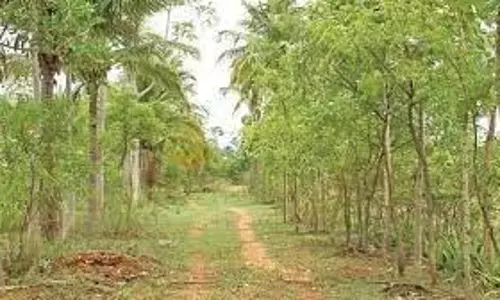 கானகத்திற்குள் கரூர்திட்டத்தில் மரங்கள் பராமரிப்பு